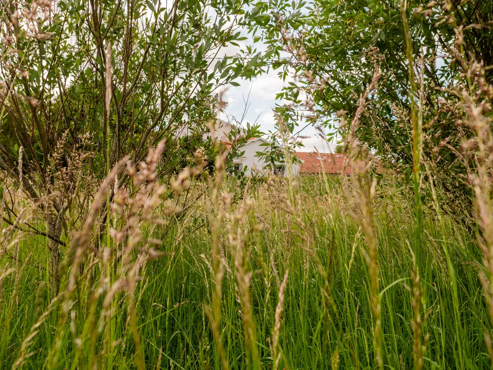 Nature de Soullans